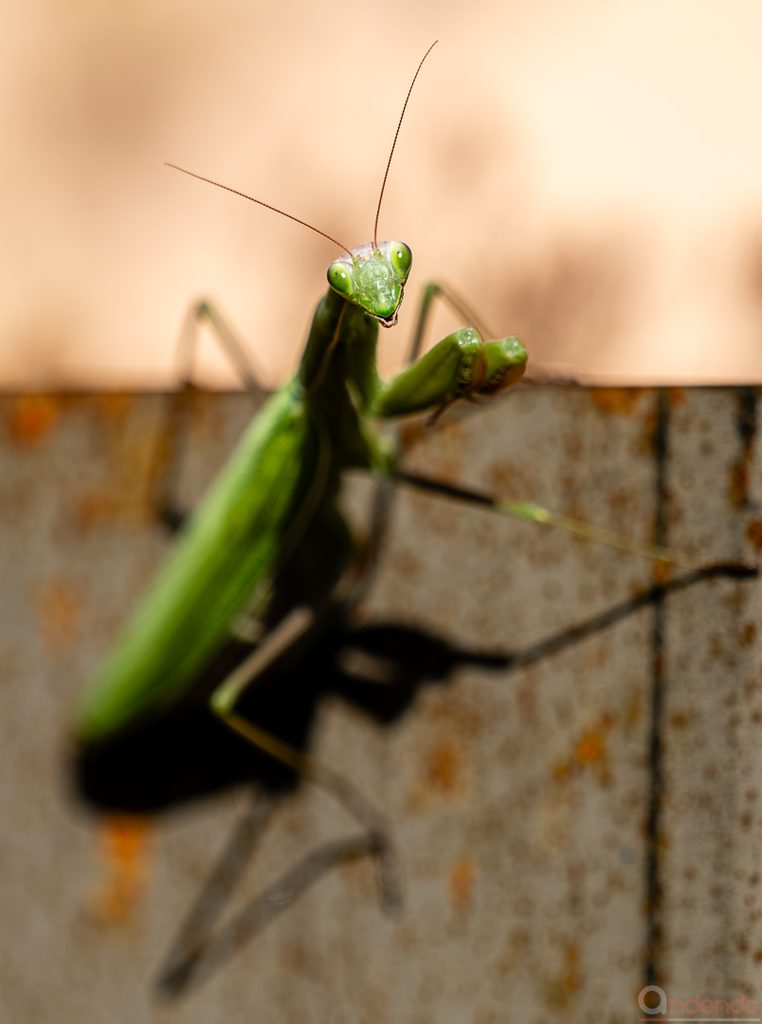 Gottesanbeterin (Mantis religiosa)