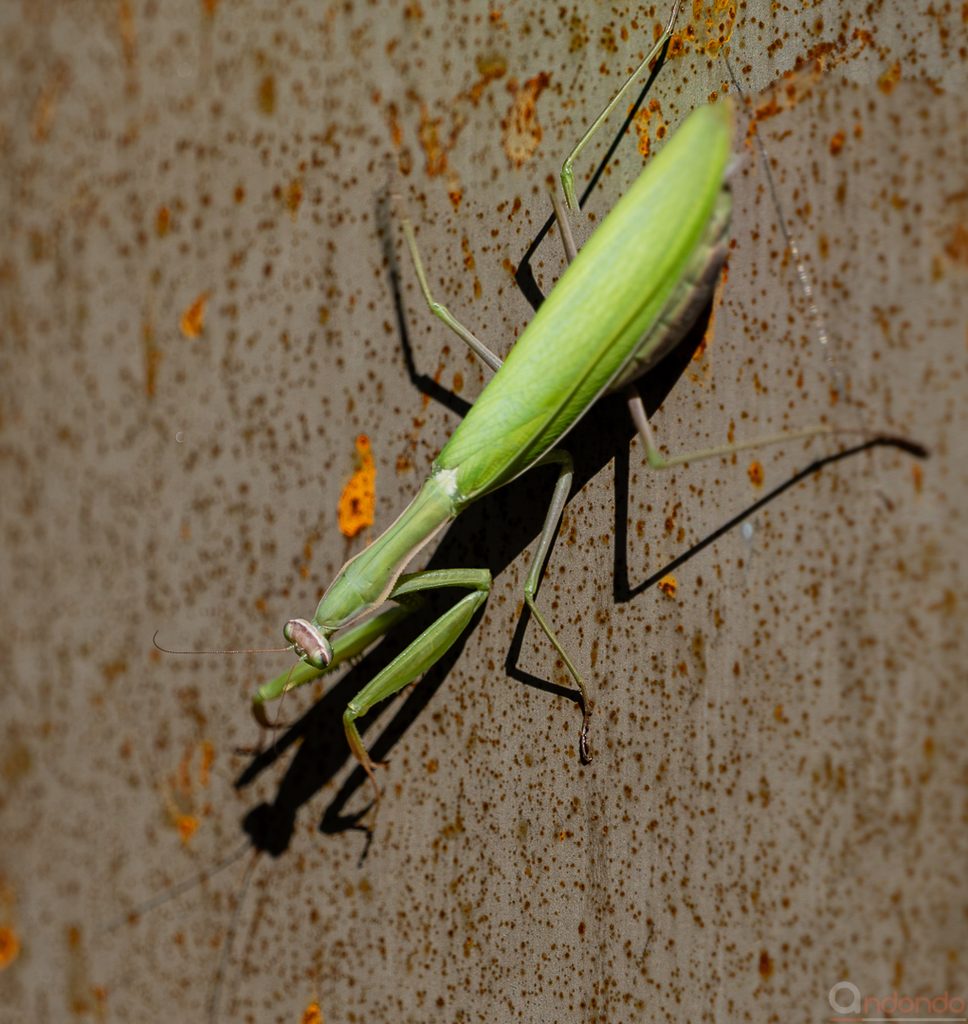 Gottesanbeterin (Mantis religiosa)
