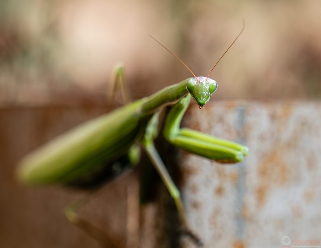 Gottesanbeterin (Mantis religiosa)