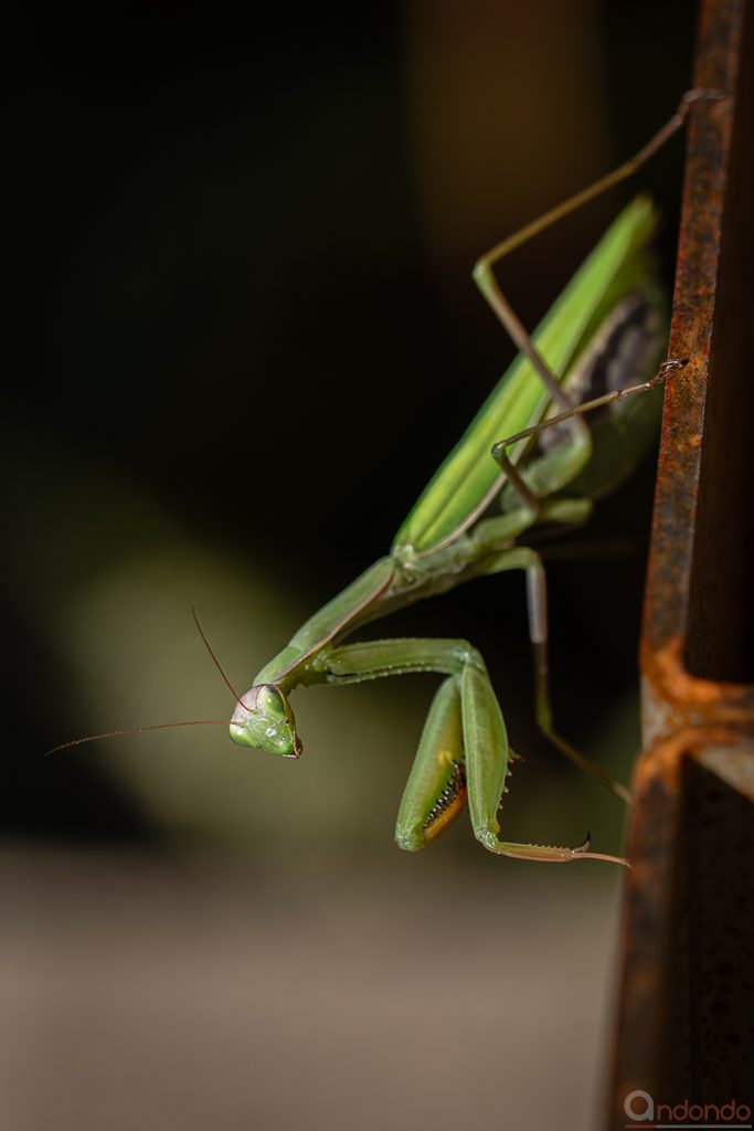 Gottesanbeterin (Mantis religiosa)