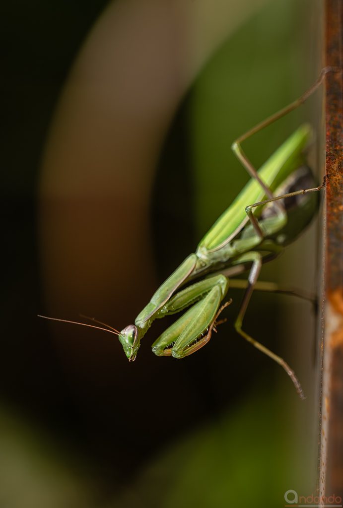 Gottesanbeterin (Mantis religiosa)